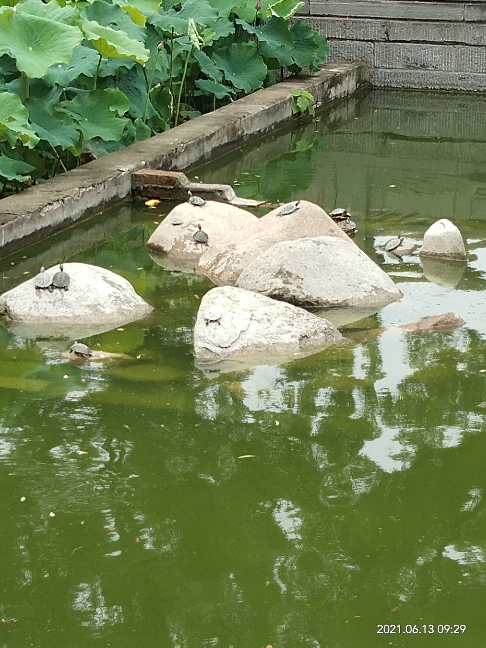 白马寺-放生池