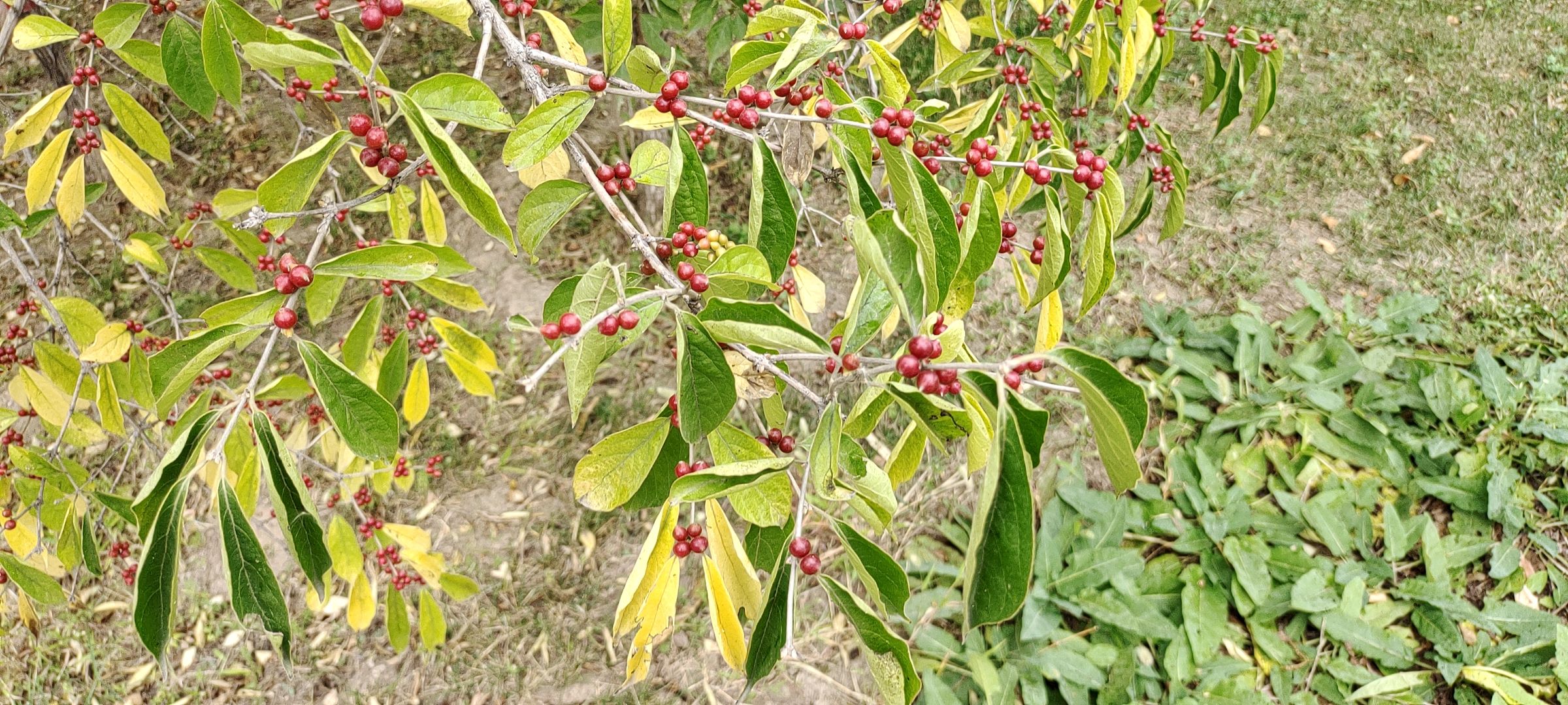 芙蓉公园旅行图片 1