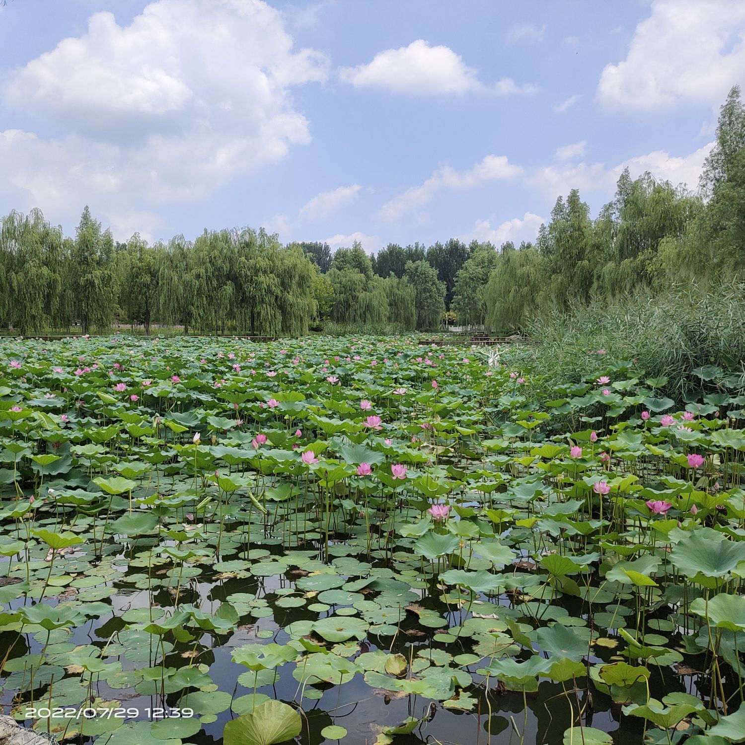 芙蓉公园旅行图片 2