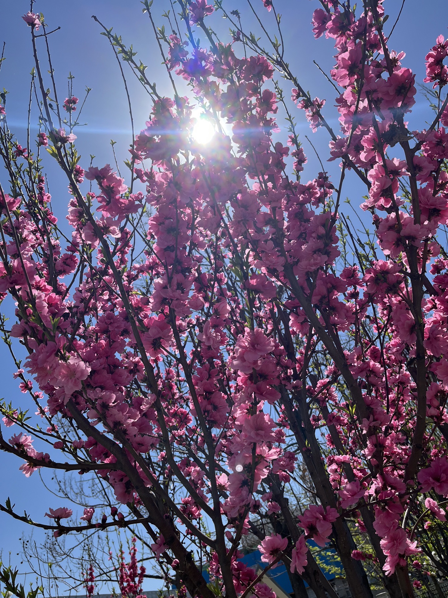 芙蓉公园旅行图片 2