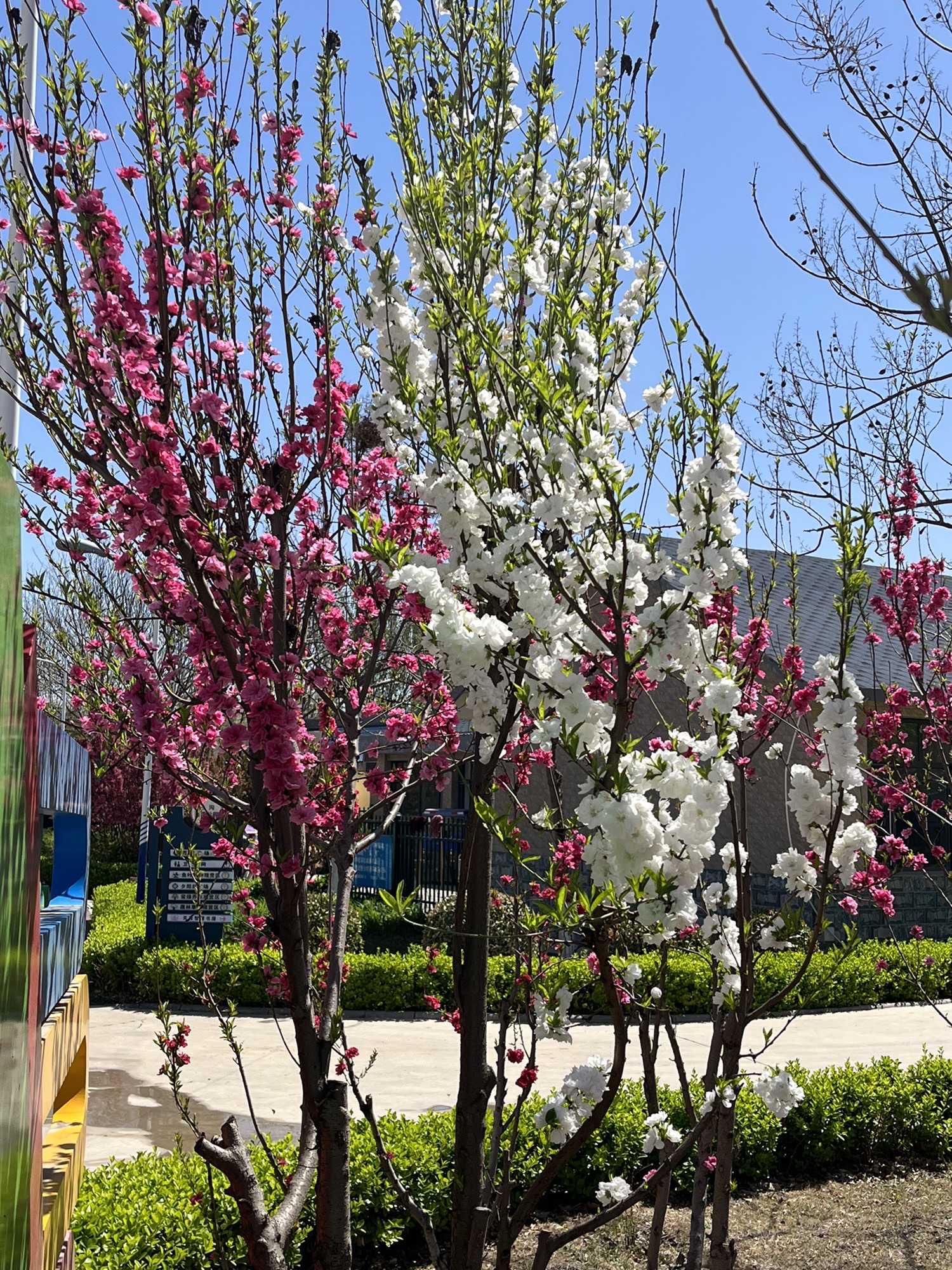 芙蓉公园旅行图片 1