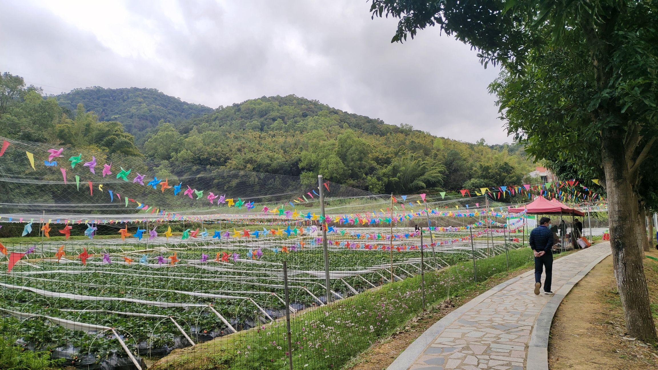 广东南山森林公园旅行图片 1