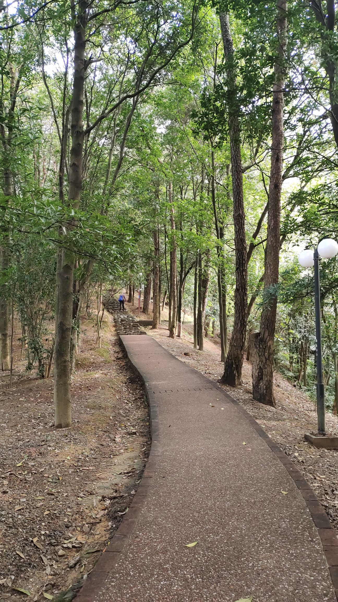广东南山森林公园旅行图片 3