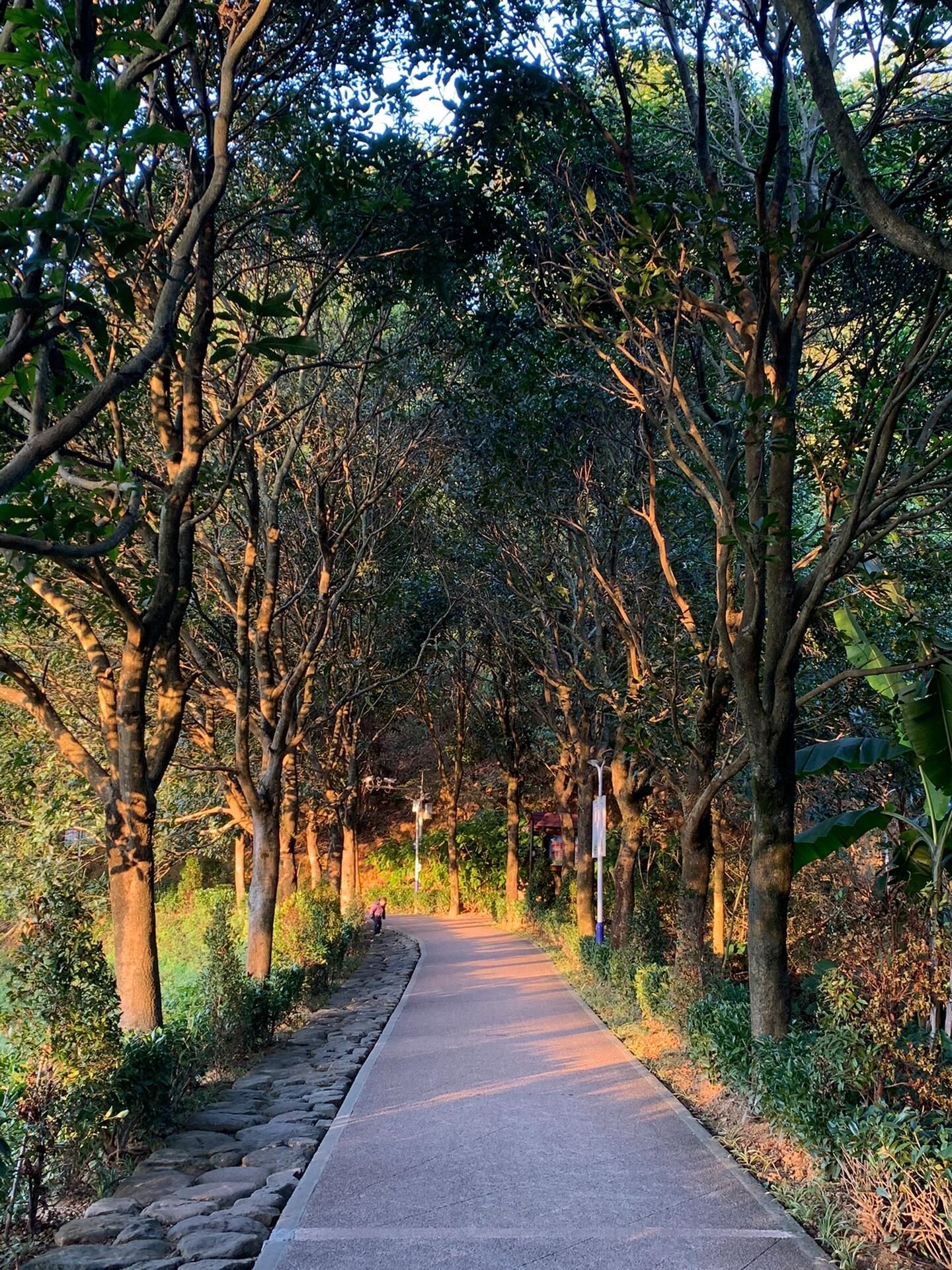 广东南山森林公园旅行图片 1