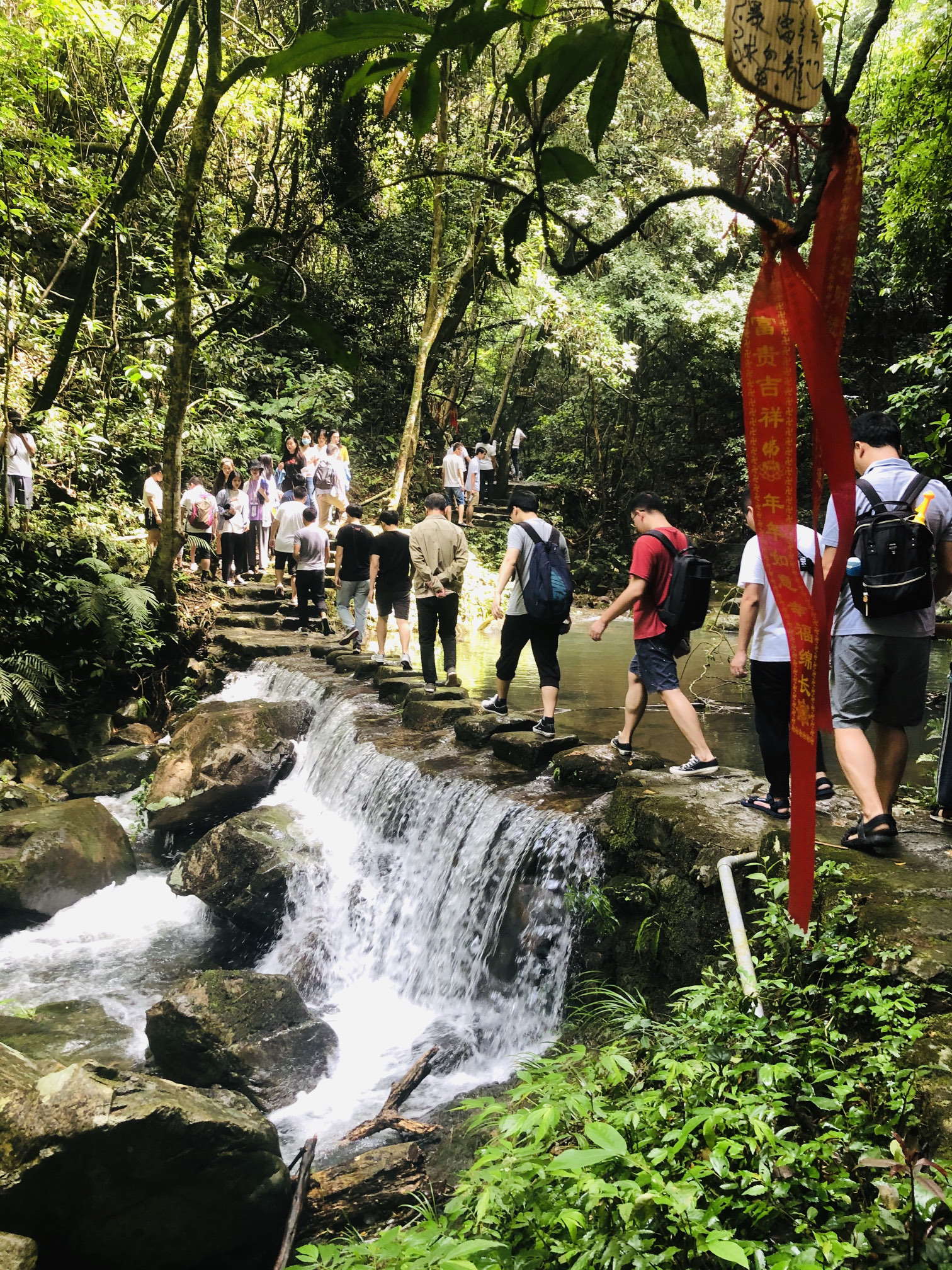 桫椤谷旅行图片 3
