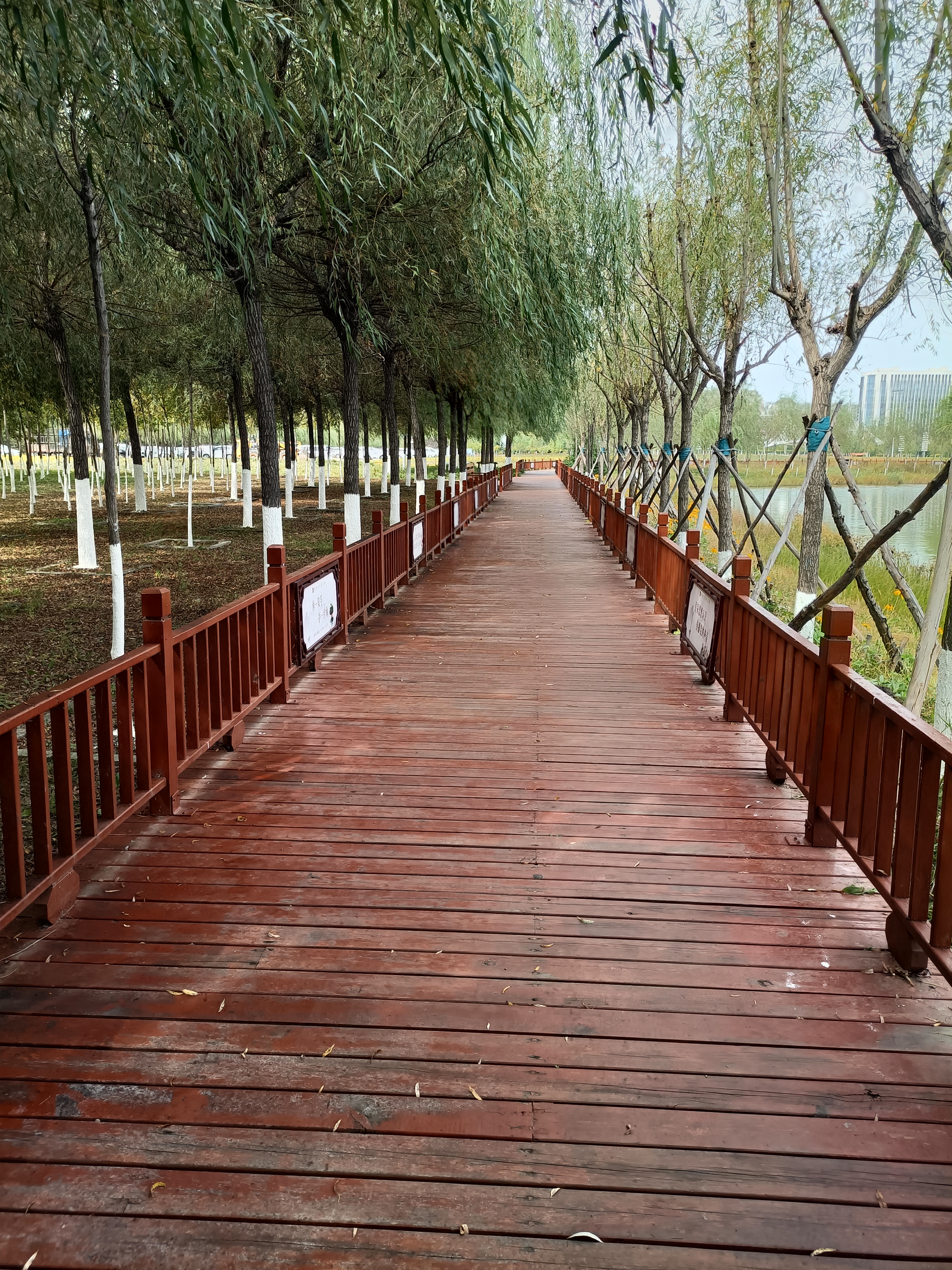 硅谷公园旅行图片 1
