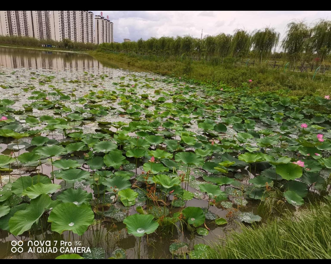 硅谷公园旅行图片 3