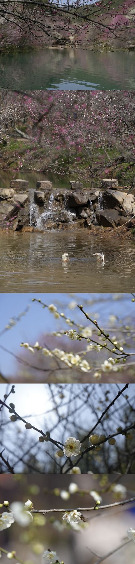 长兴东方梅园景区旅行图片 2