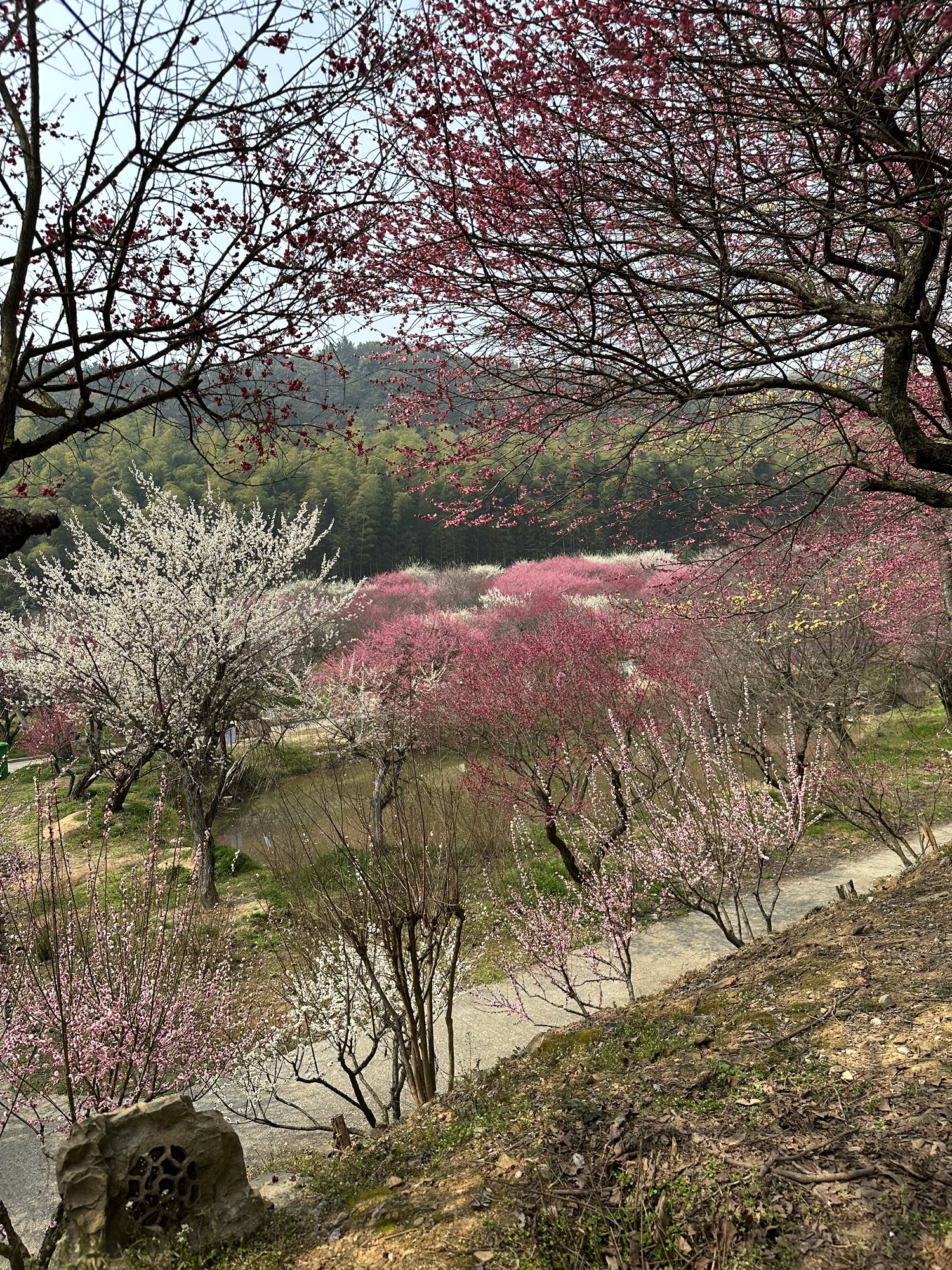 长兴东方梅园景区旅行图片 1