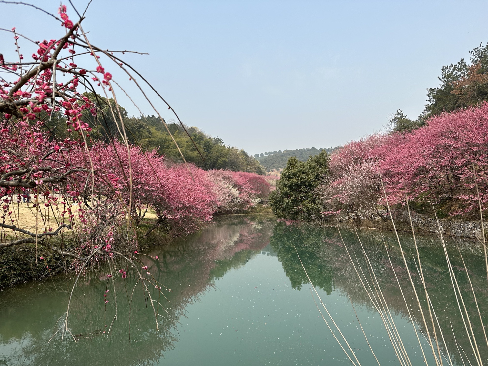 长兴东方梅园景区旅行图片 2