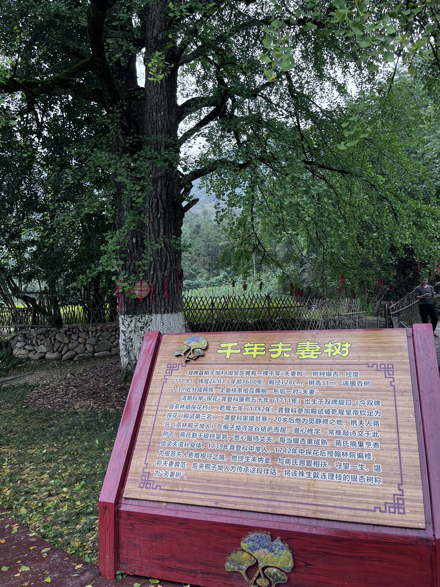 桐子坳景区旅行图片 3
