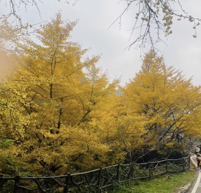 桐子坳景区旅行图片 2