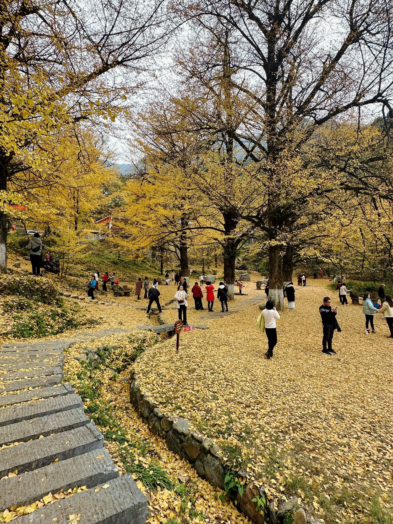 桐子坳景区旅行图片 1
