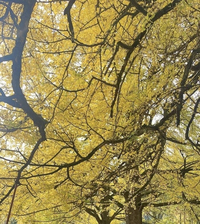 桐子坳景区旅行图片 3