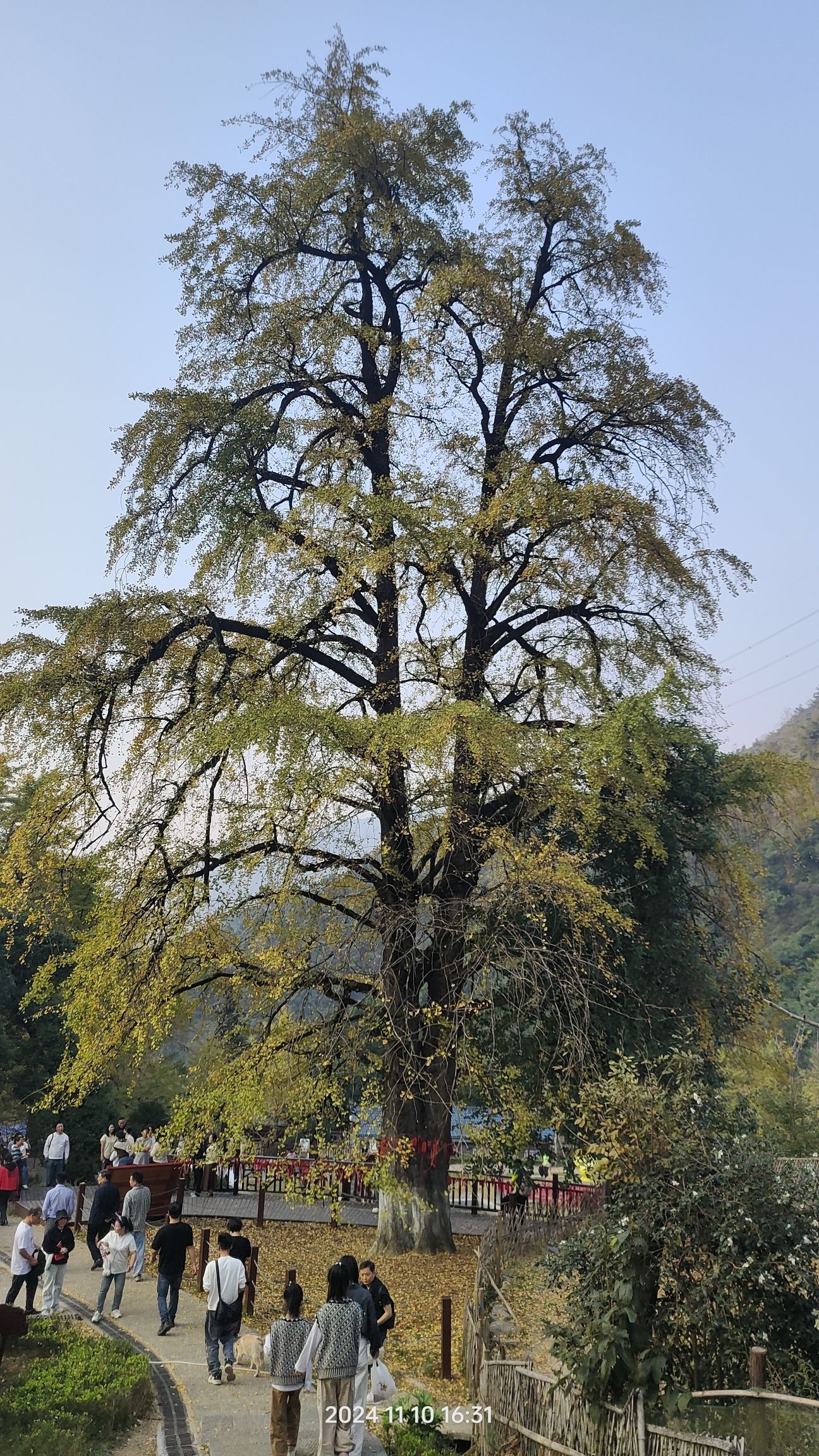 桐子坳景区旅行图片 3