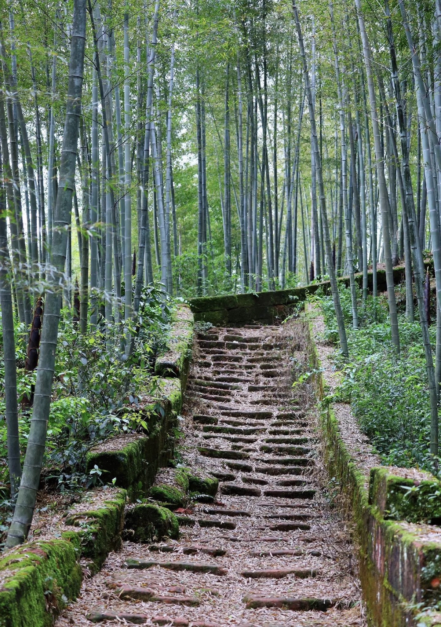 连天山森林公园旅行图片 3