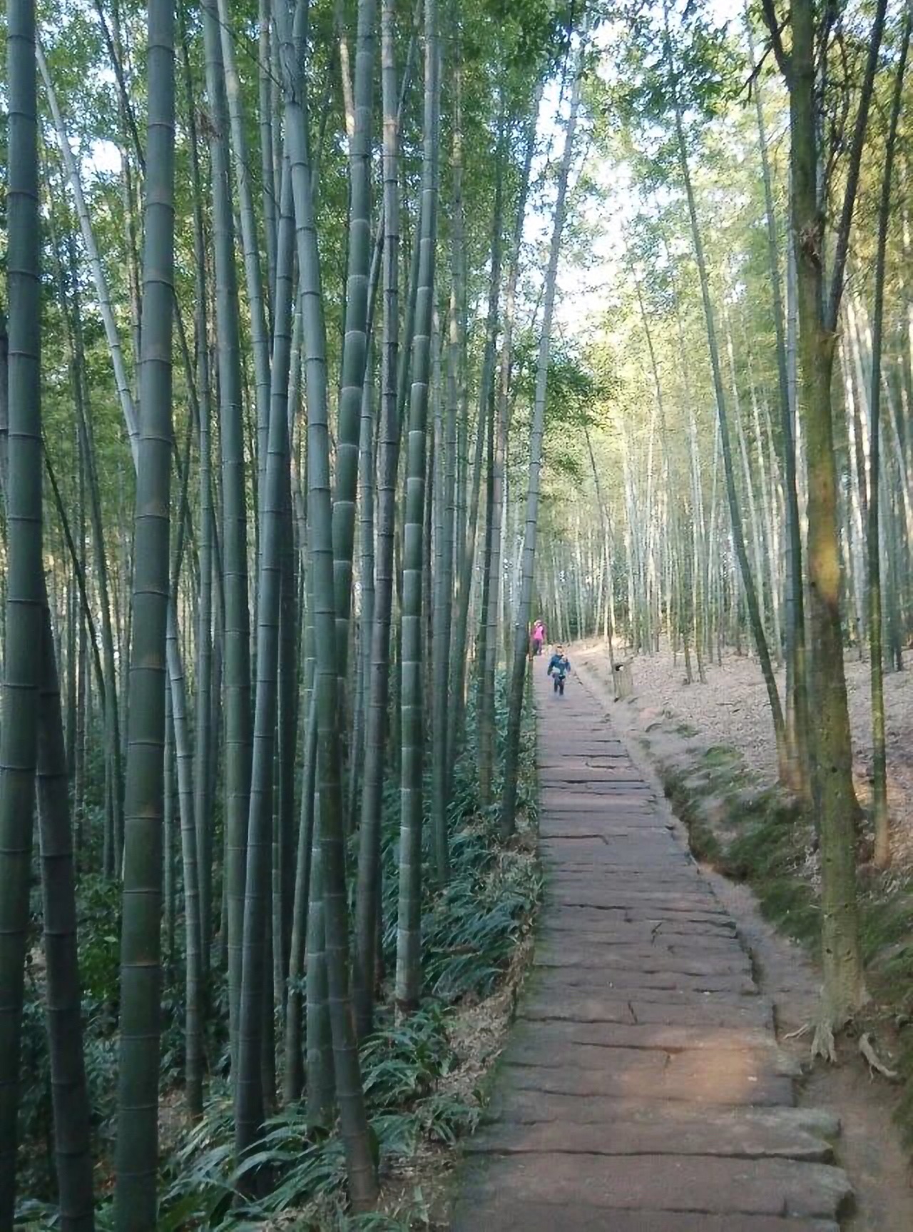 连天山森林公园旅行图片 3