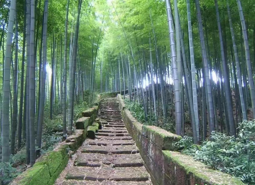 连天山森林公园旅行图片 1