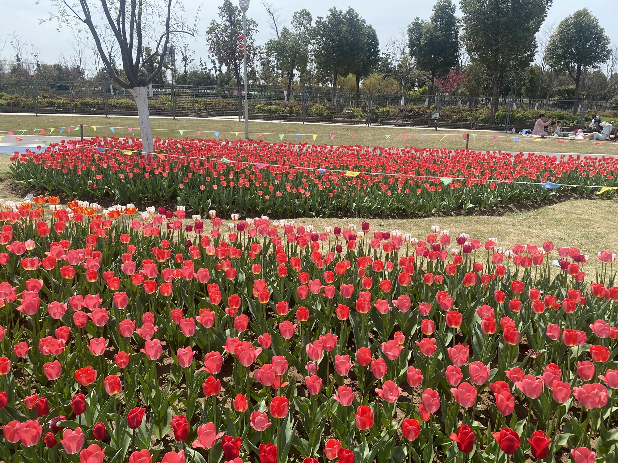 颍淮花园旅行图片 1