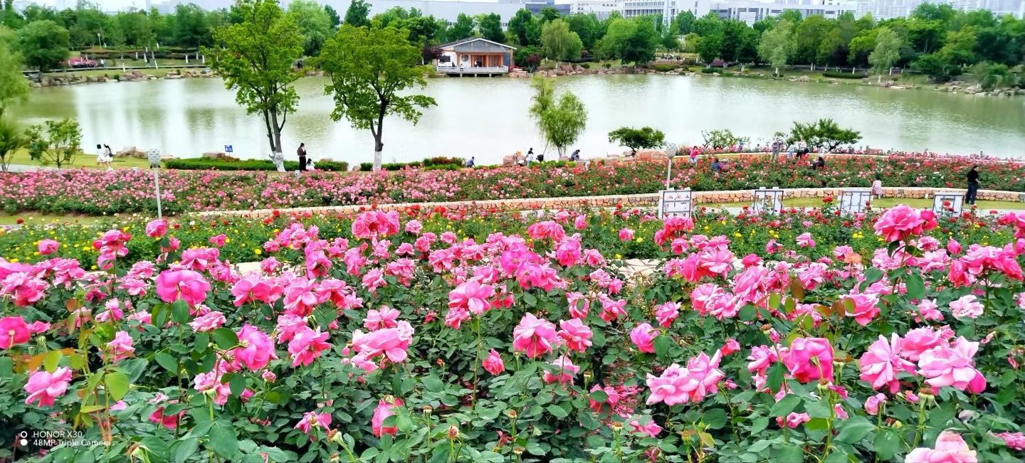 颍淮花园旅行图片 3