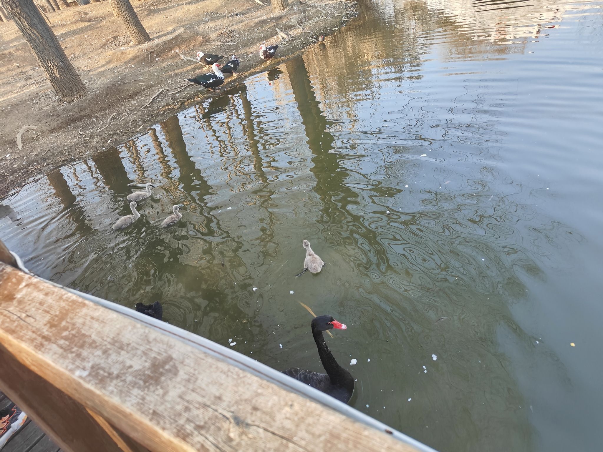 清泉公园旅行图片 2