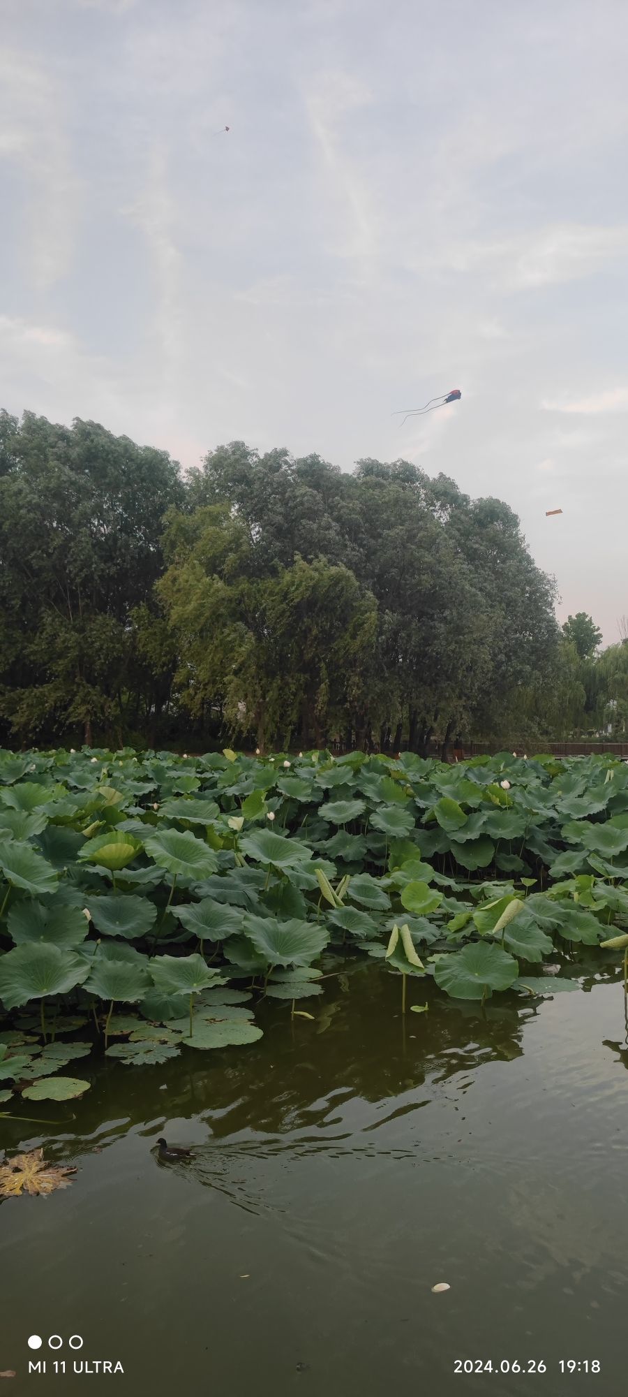 清泉公园旅行图片 3