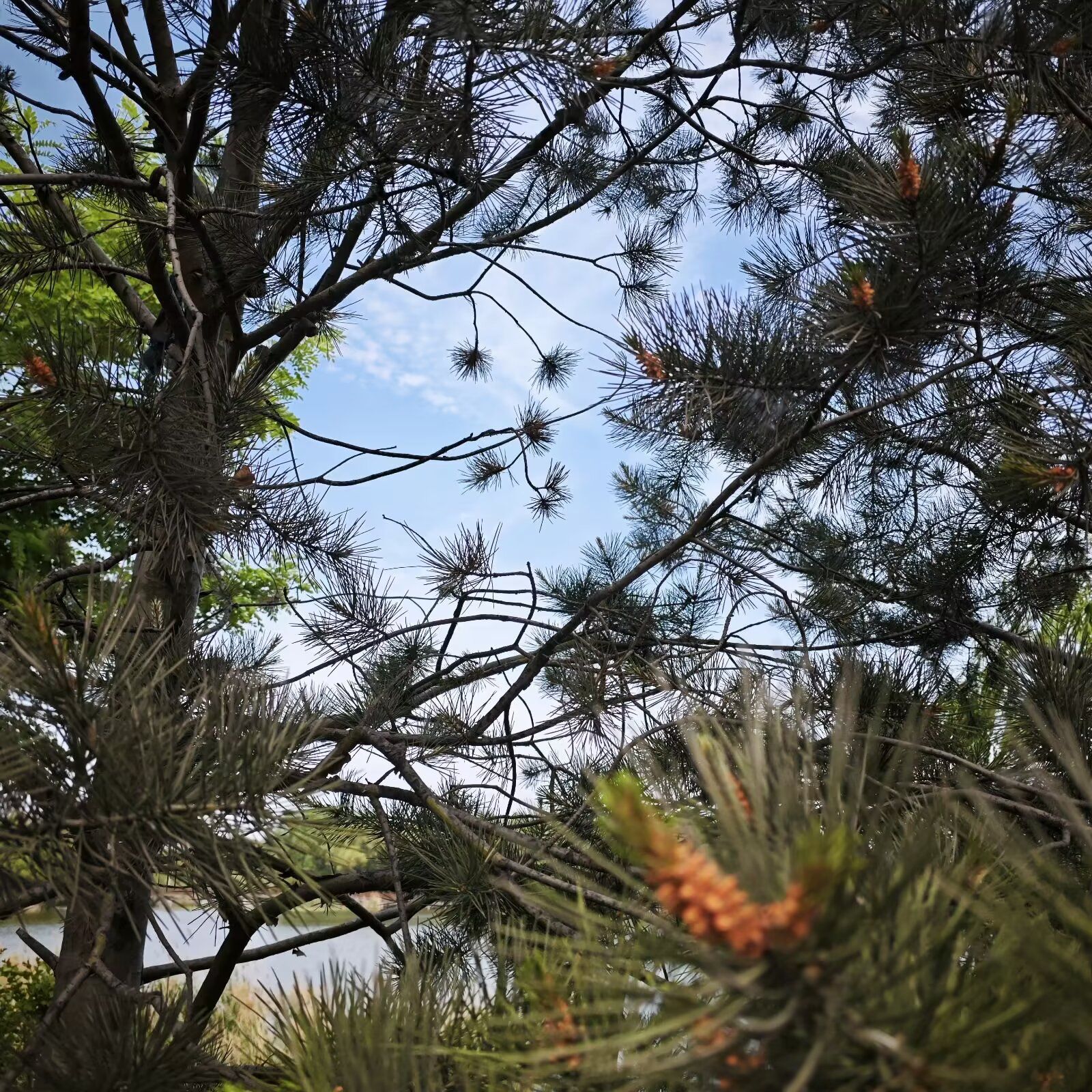 清泉公园旅行图片 1