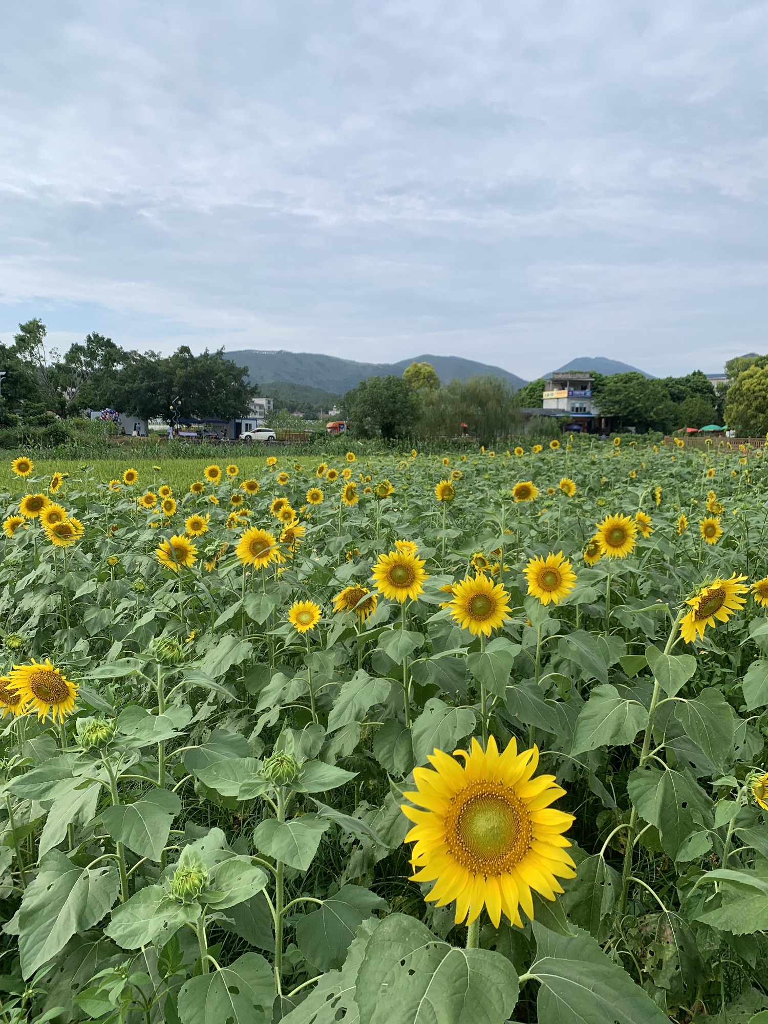 下莲塘特色文化名村旅行图片 1