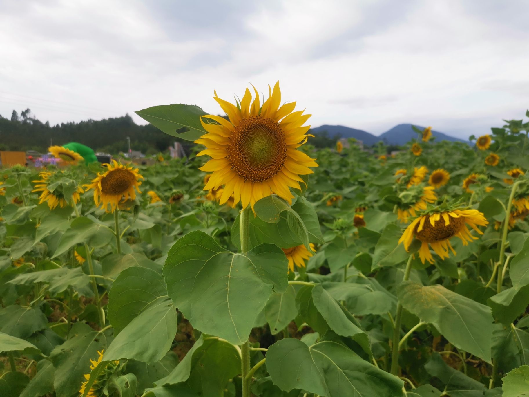 下莲塘特色文化名村旅行图片 2