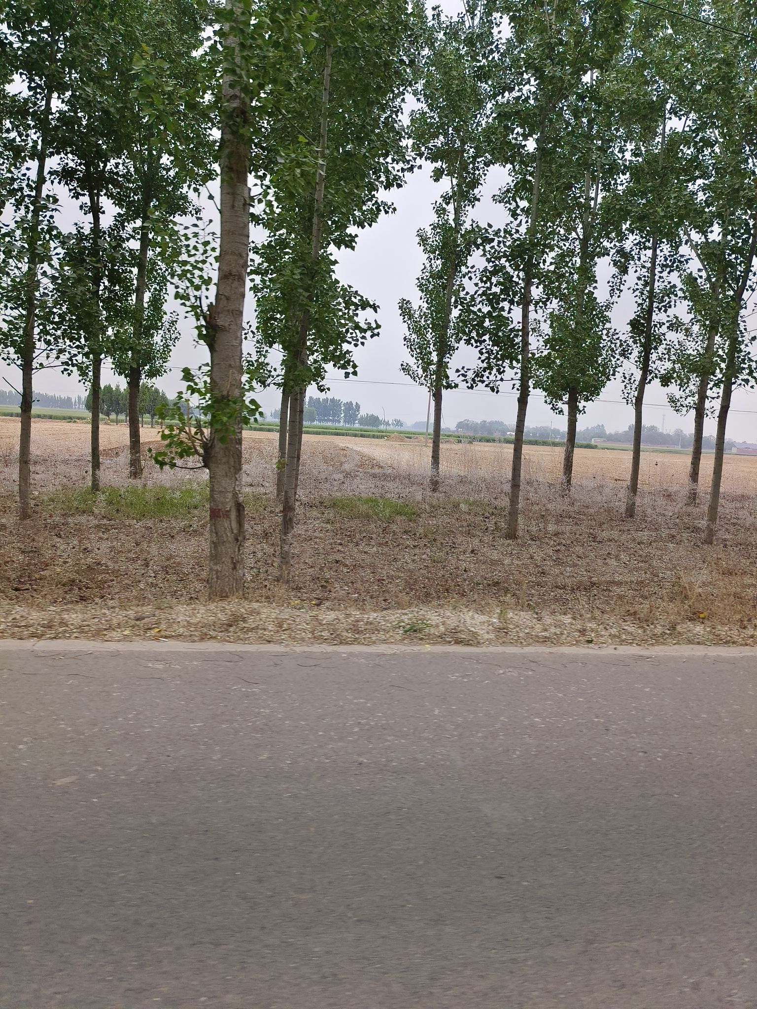 扁鹊公园旅行图片 2