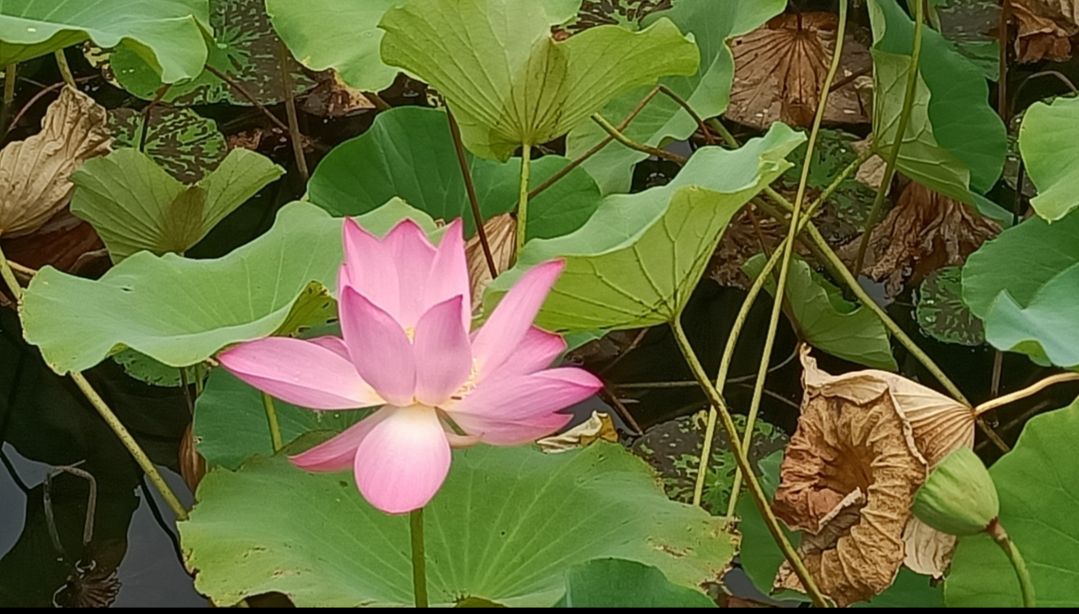 蠡州湿地公园旅行图片 2