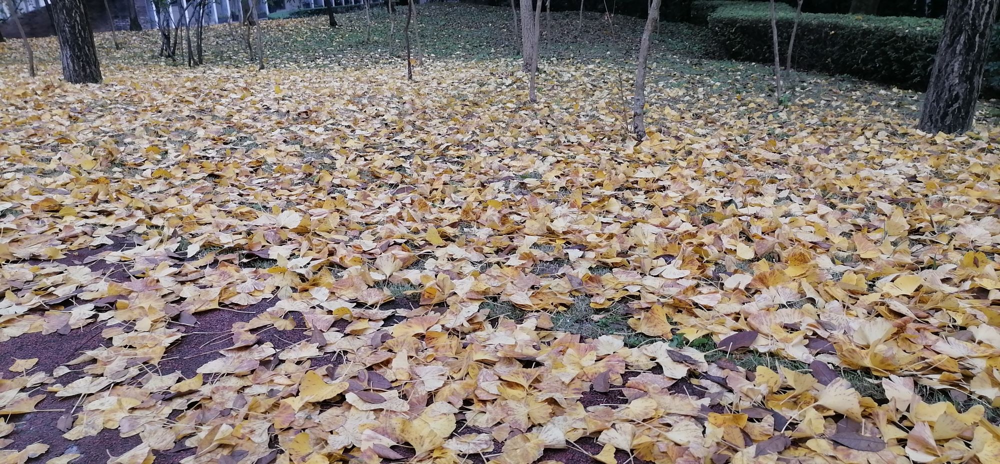 蓝湖郡体育公园旅行图片 3