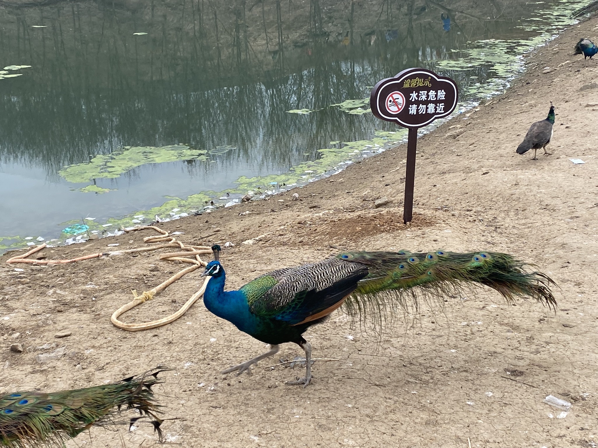 淅川县孔雀园旅行图片 1