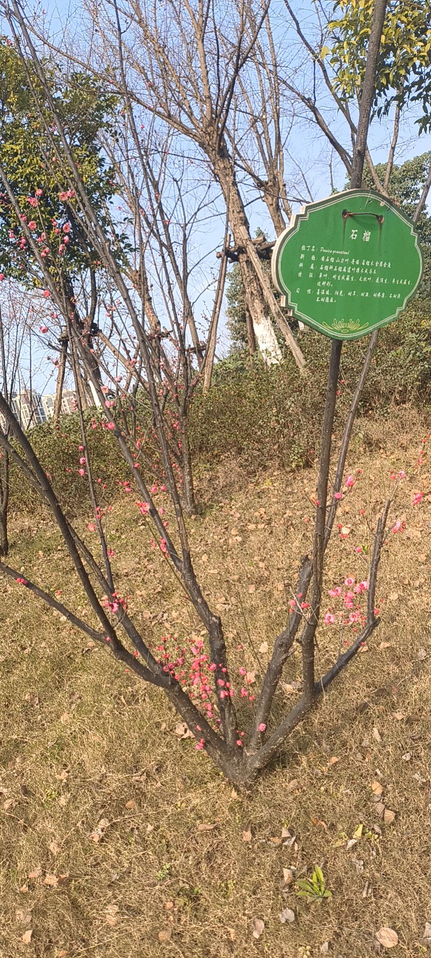 中央音乐公园旅行图片 2