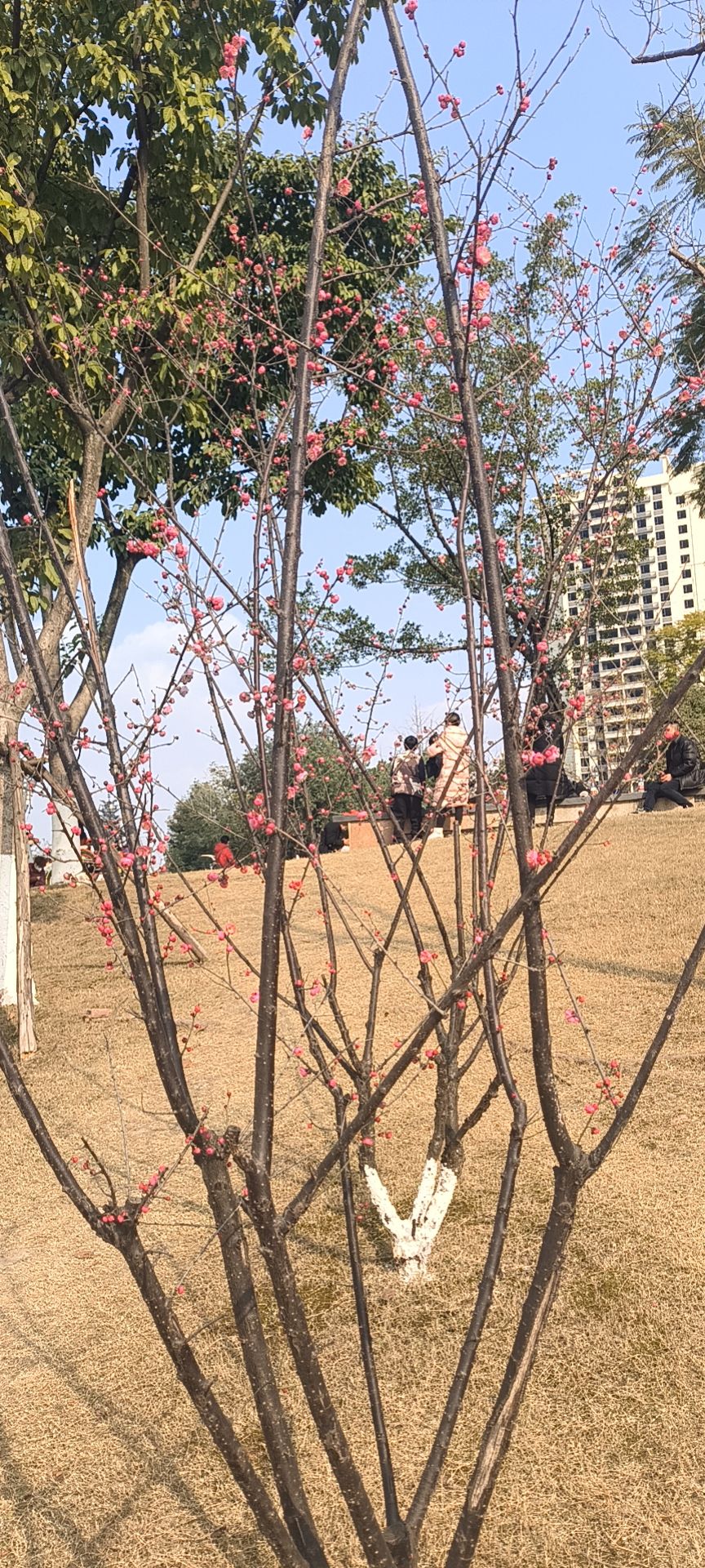 中央音乐公园旅行图片 3