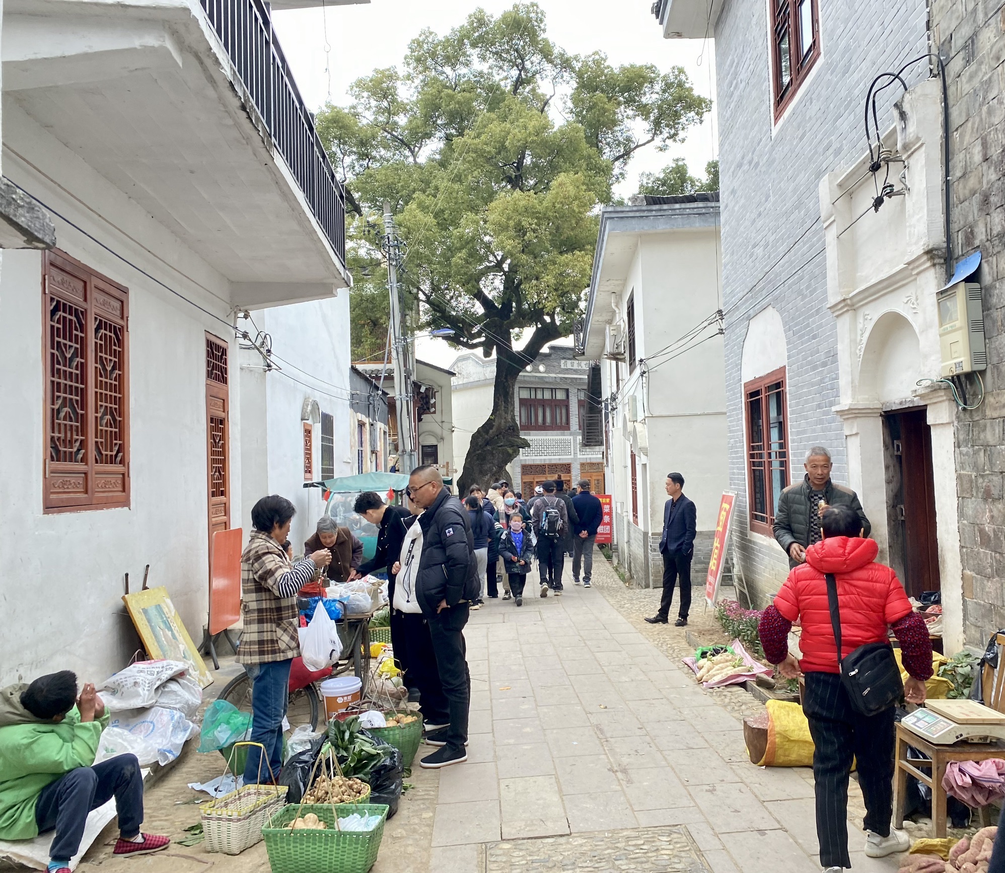 南屏旅游景区旅行图片 1