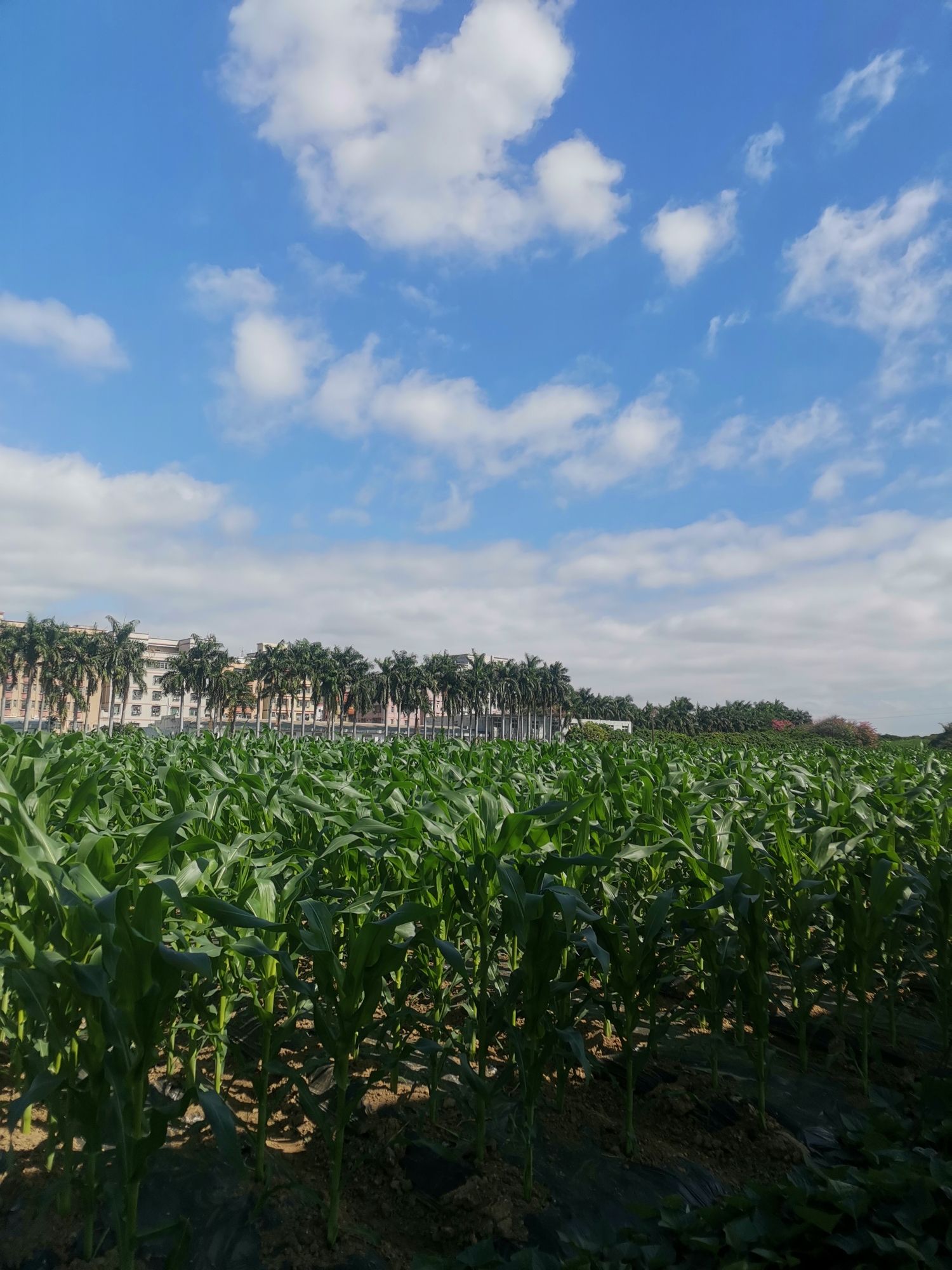 田地丰果菜龙东生态农场