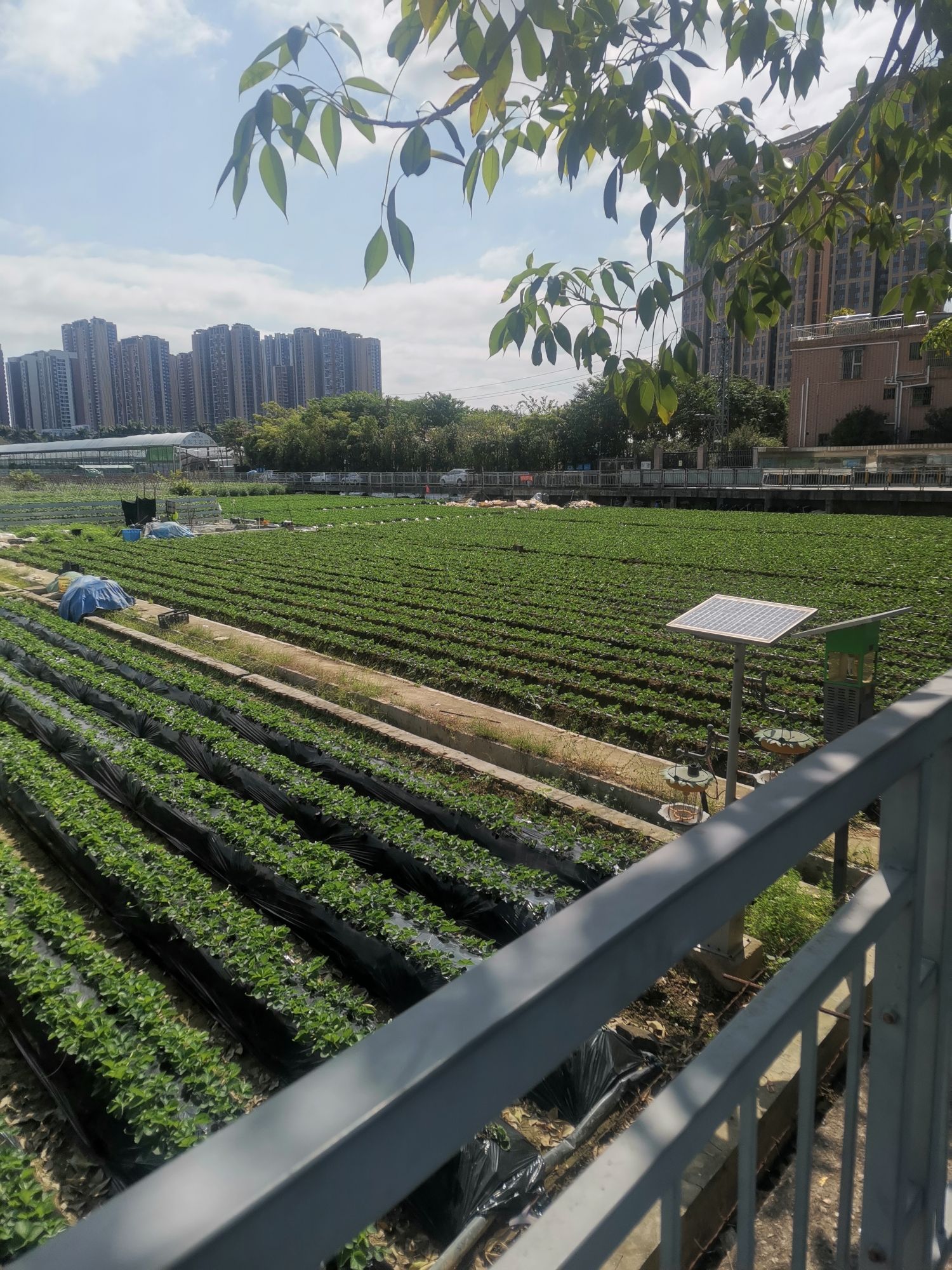 田地丰果菜龙东生态农场