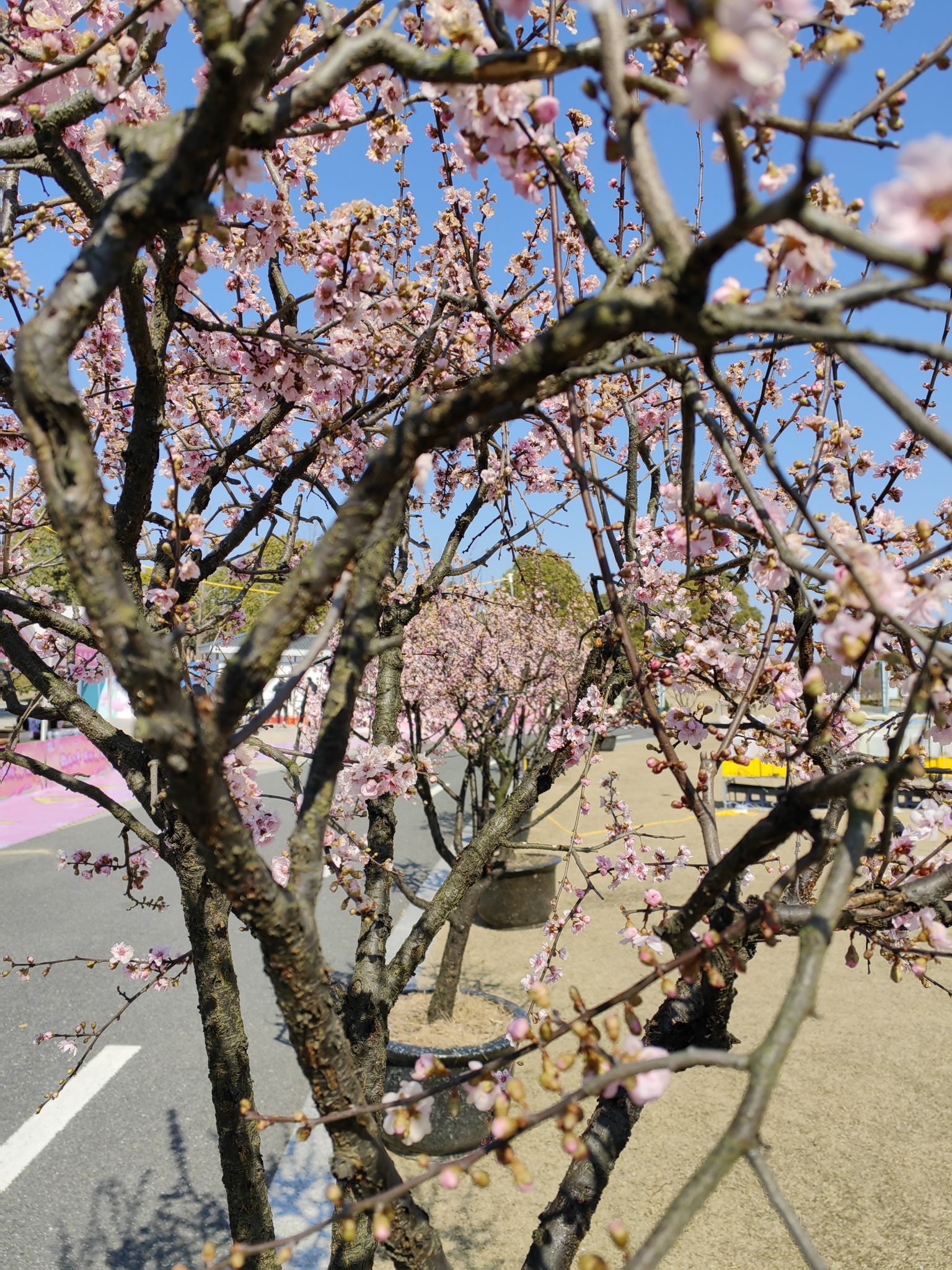 梅花湾旅行图片 3