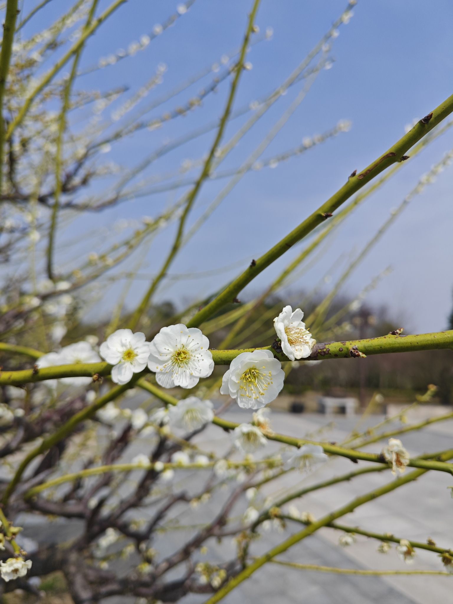 梅花湾旅行图片 3