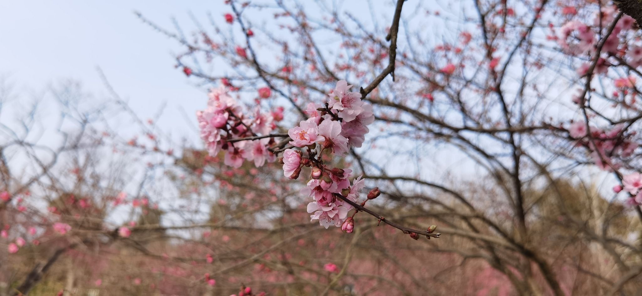 梅花湾旅行图片 2