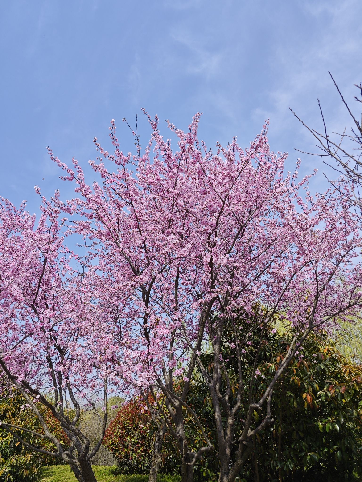 梅花湾旅行图片 1