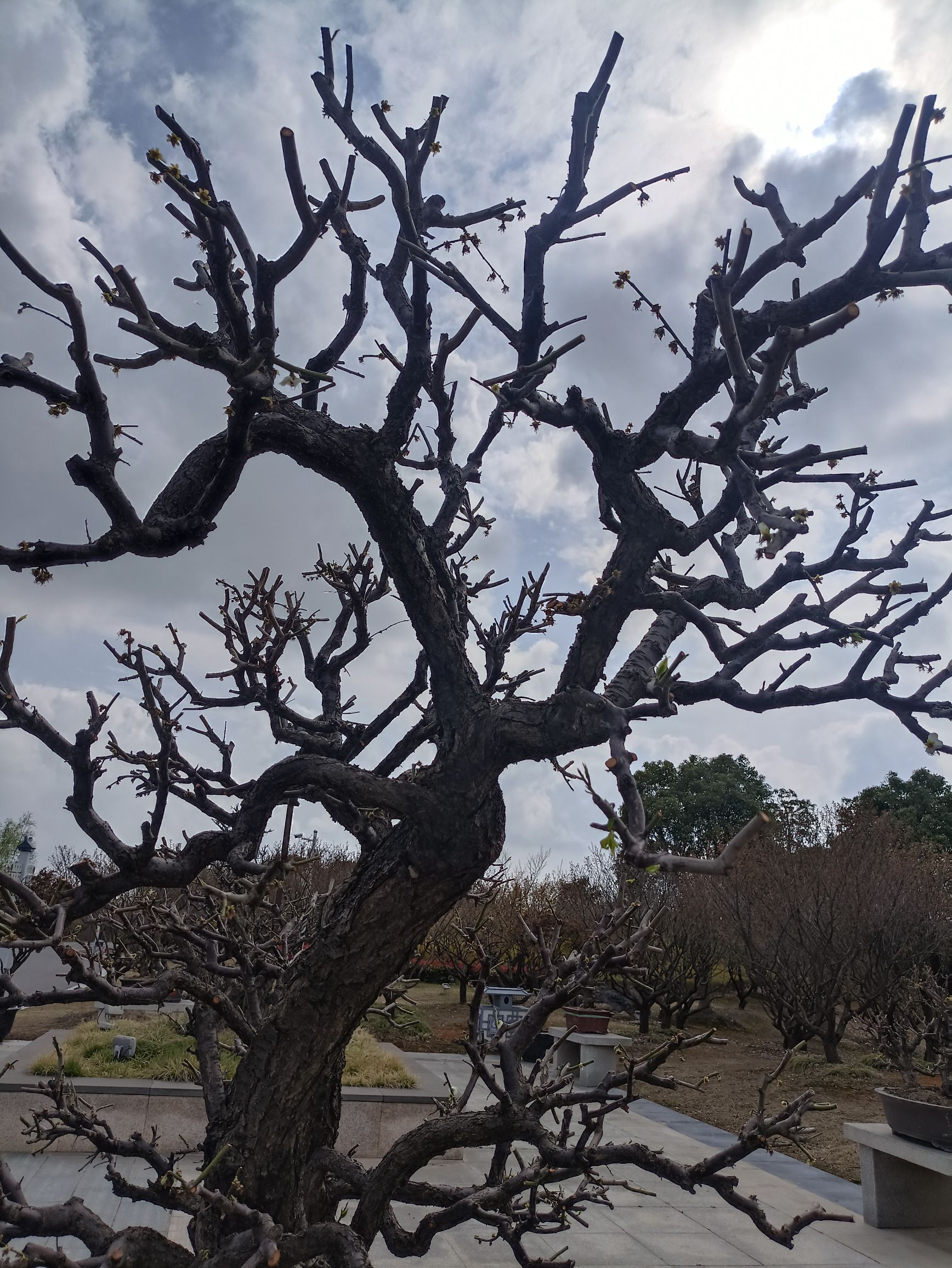 梅花湾旅行图片 1