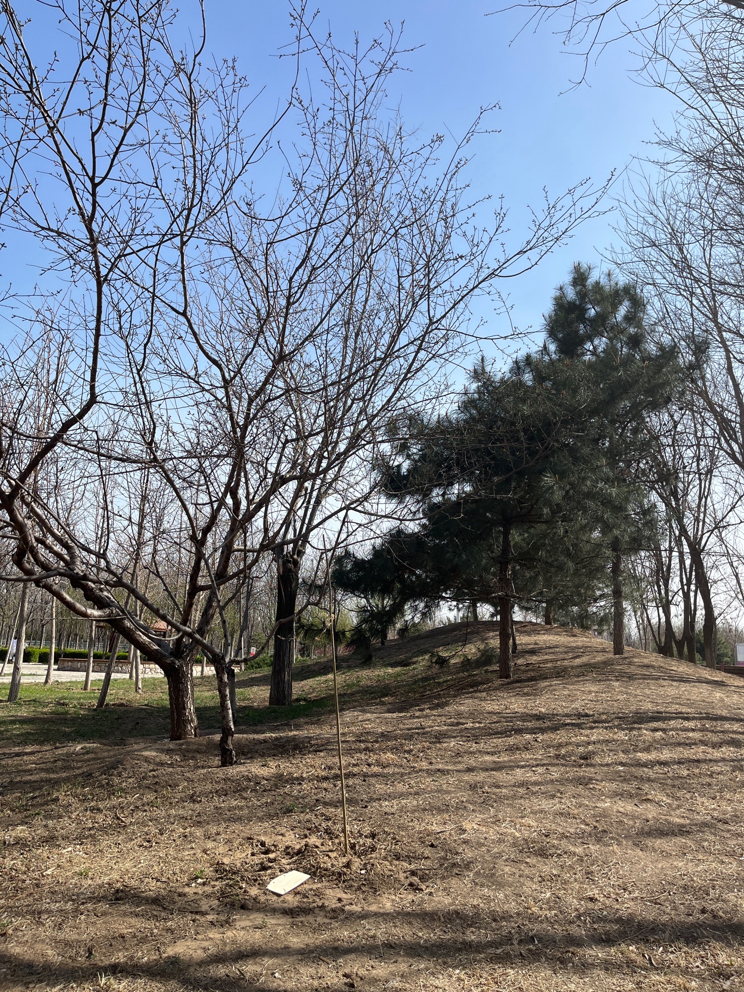 马坡千亩森林公园旅行图片 3