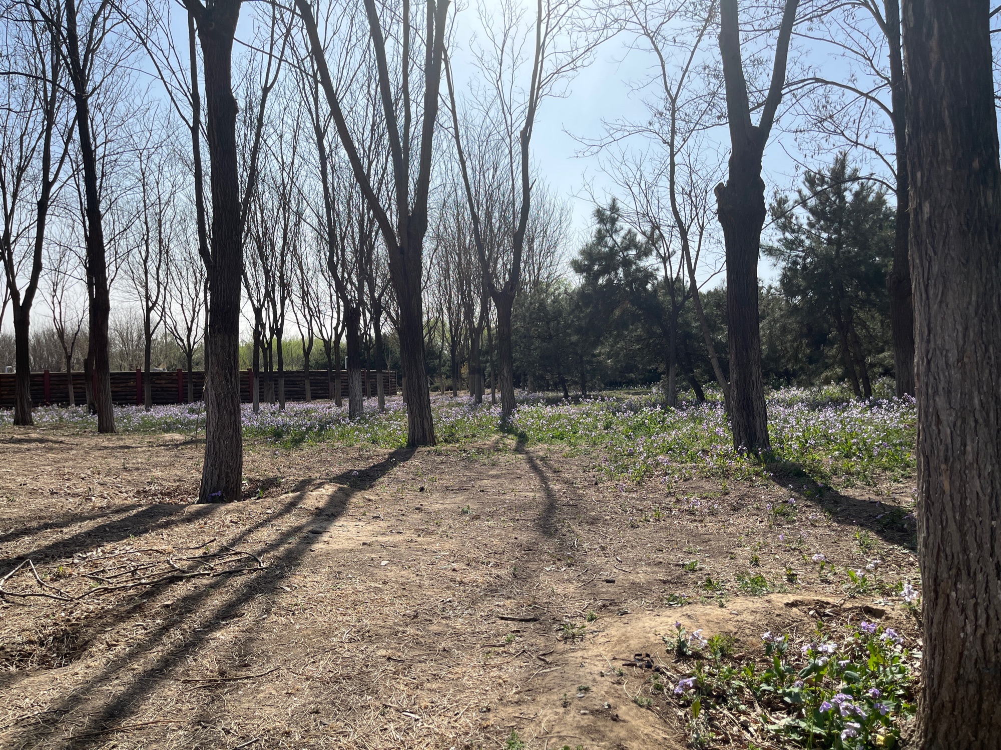 马坡千亩森林公园旅行图片 1