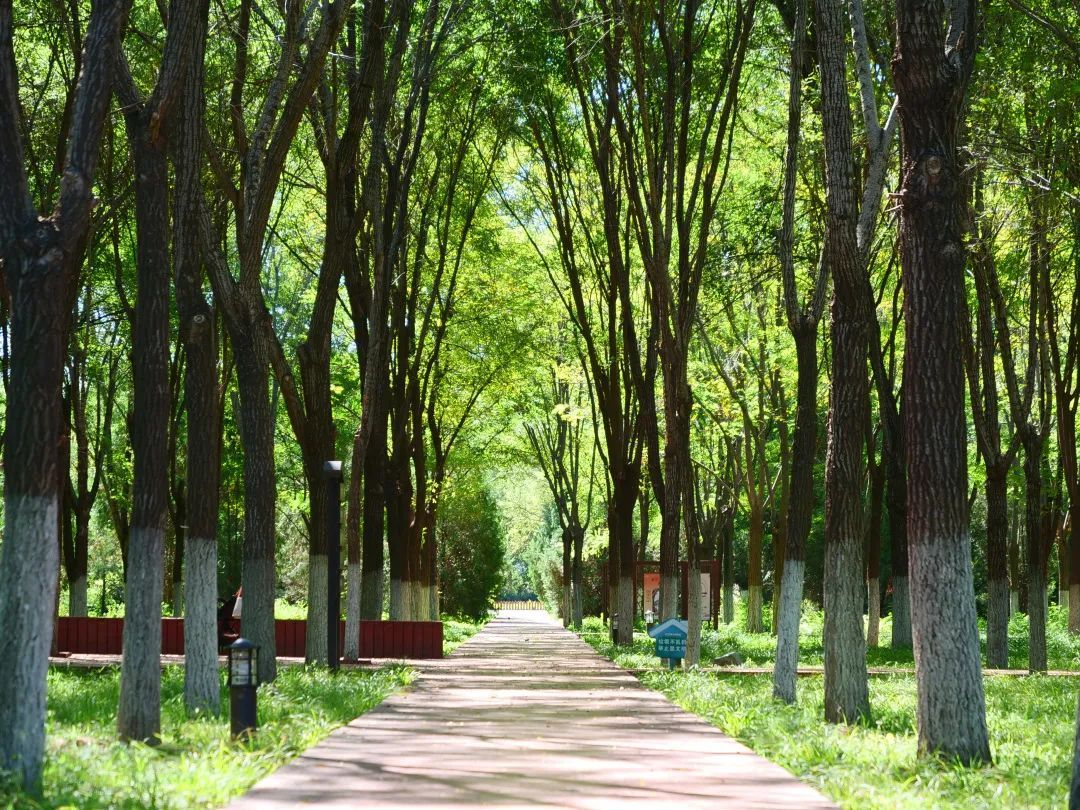 马坡千亩森林公园旅行图片 3