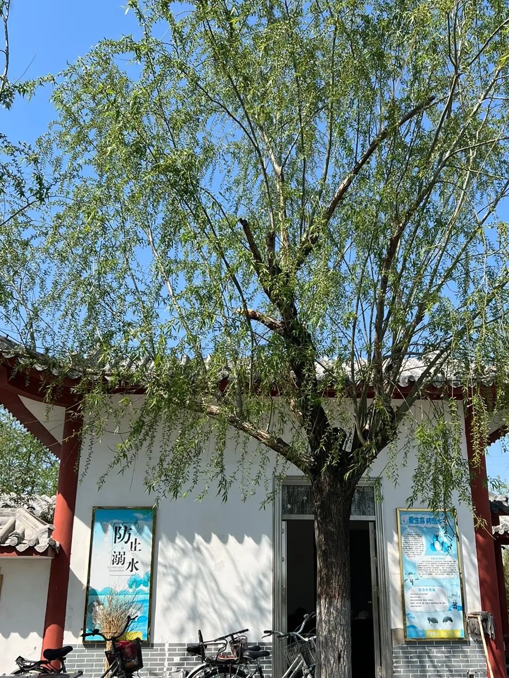 阳谷南湖旅行图片 3