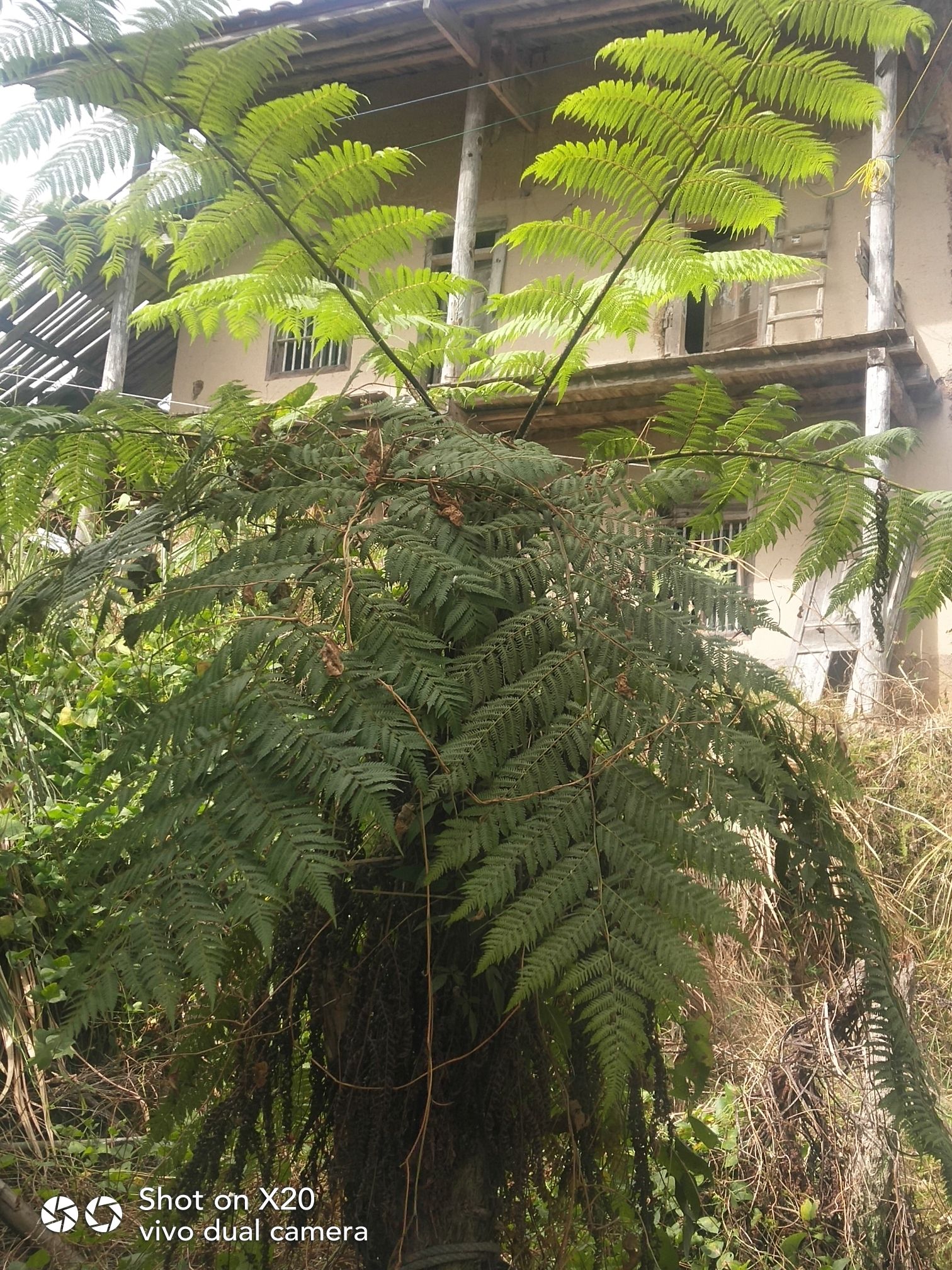赤溪龙山宫旅行图片 1