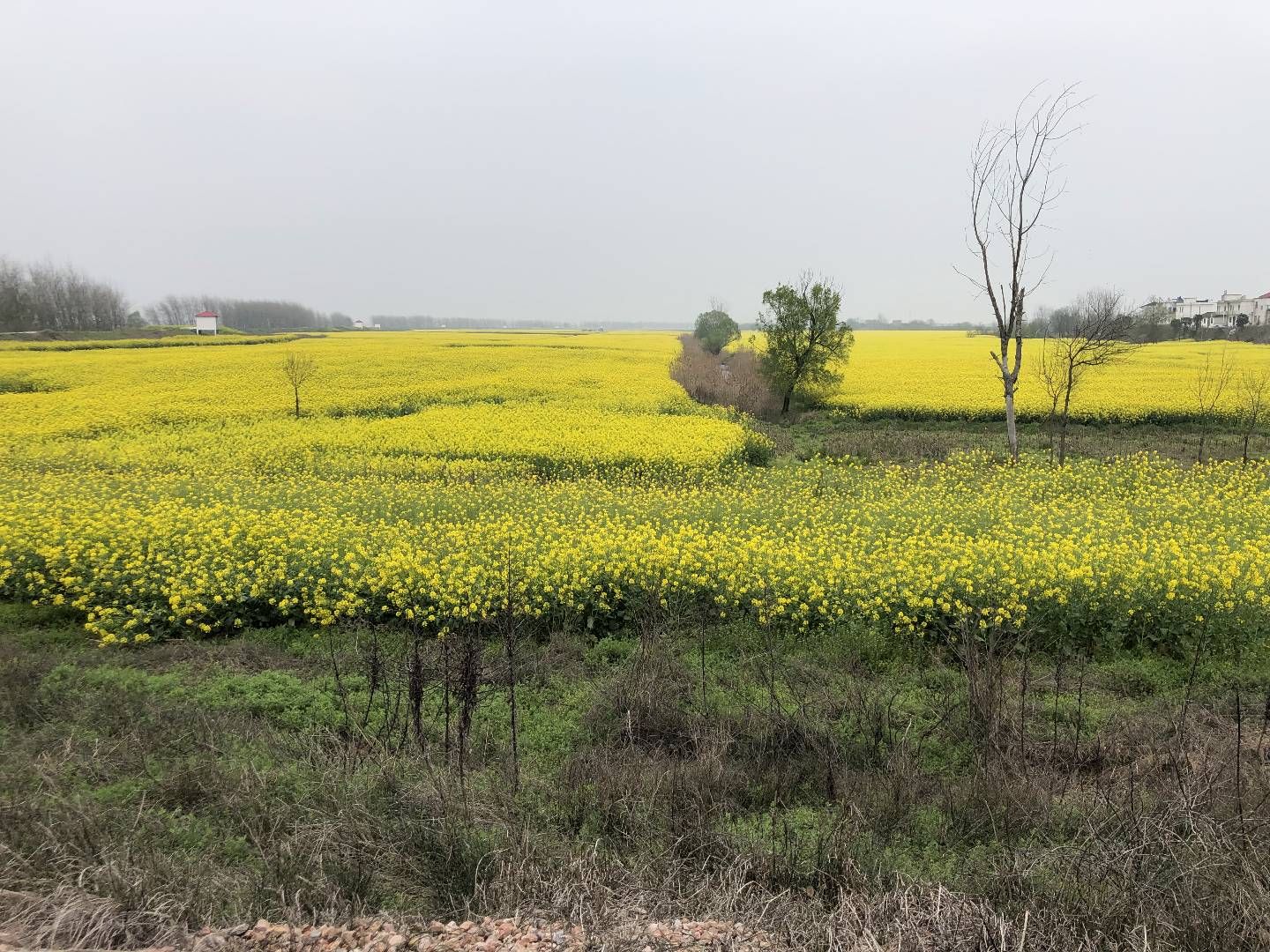 九江市江洲岛洲头沙滩风景区旅行图片 3