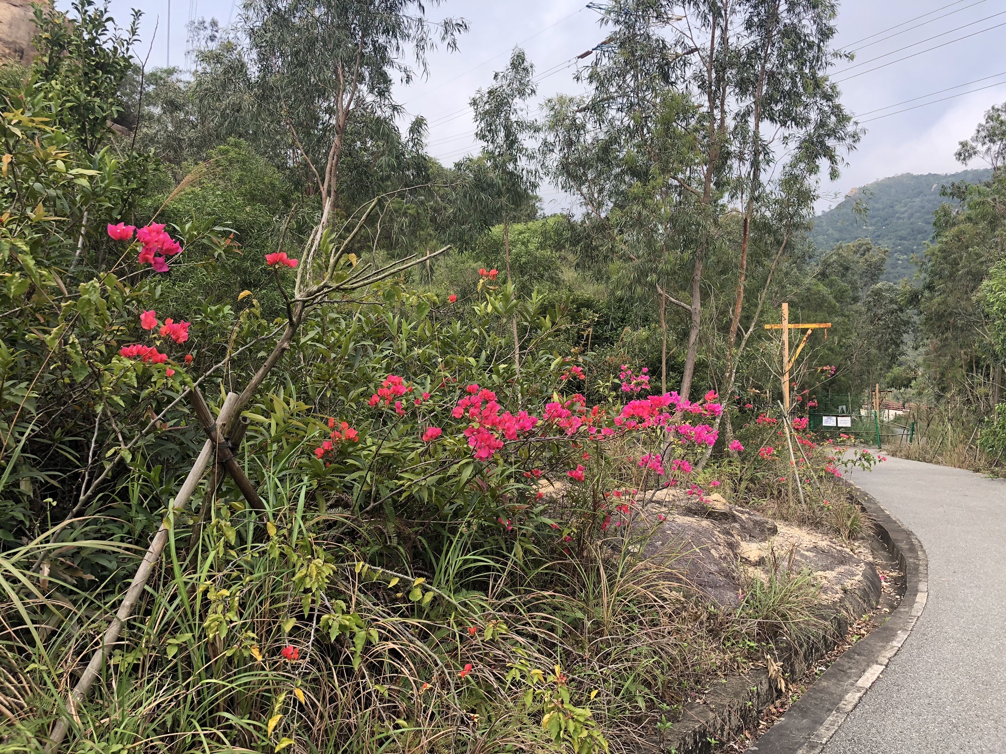 黄绿背水库旅行图片 1